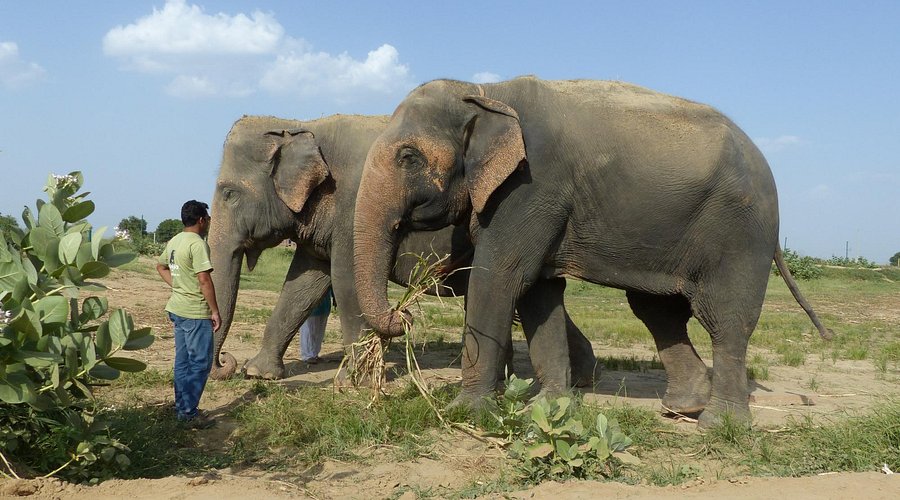Taj Mahal Sunrise Tour with SOS Elephant Conserving From Delhi by car